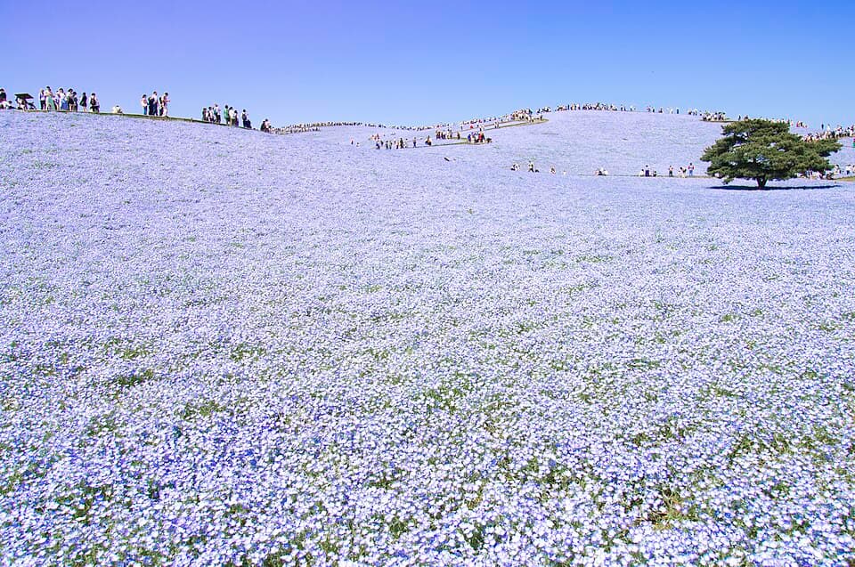 Hitachi Seaside Park